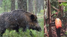 Ilustrasi video pendaki diserang babi hutan. Foto: beritapolitikhijau.com, Instagram @y_uwan
