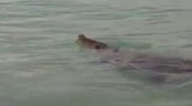 Tangkapan layar (inikepri)