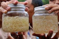 Ilustrasi Benih Lobster (ist)