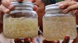 Ilustrasi Benih Lobster (ist)