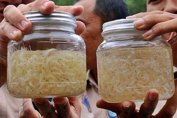 Ilustrasi Benih Lobster (ist)