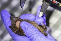 Thailand Uji Tes Kelelawar (AP/Sakchai Lalit)