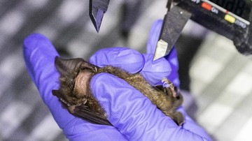 Thailand Uji Tes Kelelawar (AP/Sakchai Lalit)