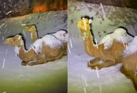  (Twitter/@Joyce_Karam)