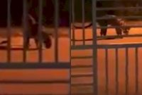 (Photo/Twitter/@redzuanNewsMPB)