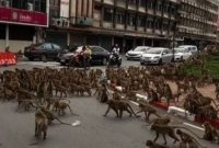 (Facebook/Wisrut Suwanphak)