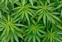 (Foto:/twitter/MCOAClub)