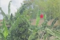 (Foto/tangkapan layar/@semuatentangbatam)