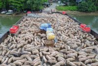 Pengiriman Babi dari Pulau Bulan ke Singapura/Foto: Istimewa