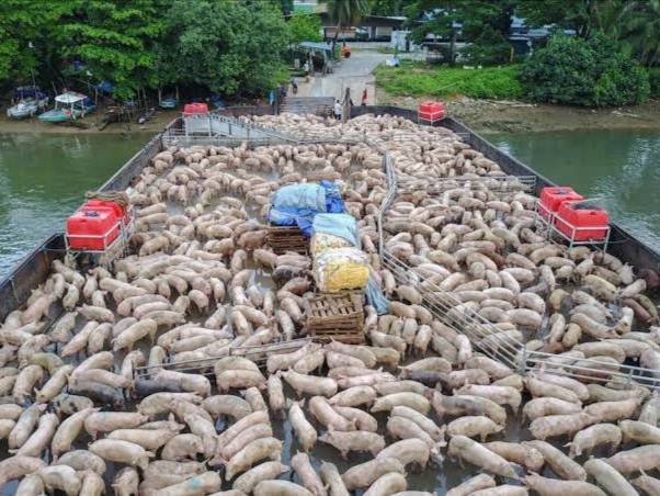 Pengiriman Babi dari Pulau Bulan ke Singapura/Foto: Istimewa