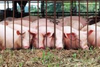 Peternakan babi di Pulau Bulan / Foto: Istimewa
