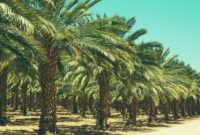 Ilustrasi kebun kurma / Foto: Istimewa