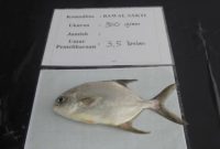 Ikan Bawal Hibrida / Foto: ANTARA