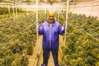 Mike Tyson di ladang ganja indoor miliknya. Foto: NET