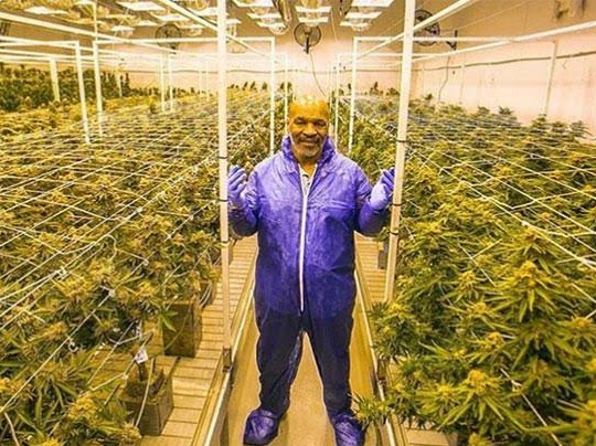 Mike Tyson di ladang ganja indoor miliknya. Foto: NET