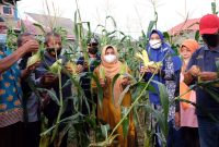 Wali Kota Tanjungpinang Rahma Bersama KWT Sirih Merah Panen Jagung. Foto: Istimewa