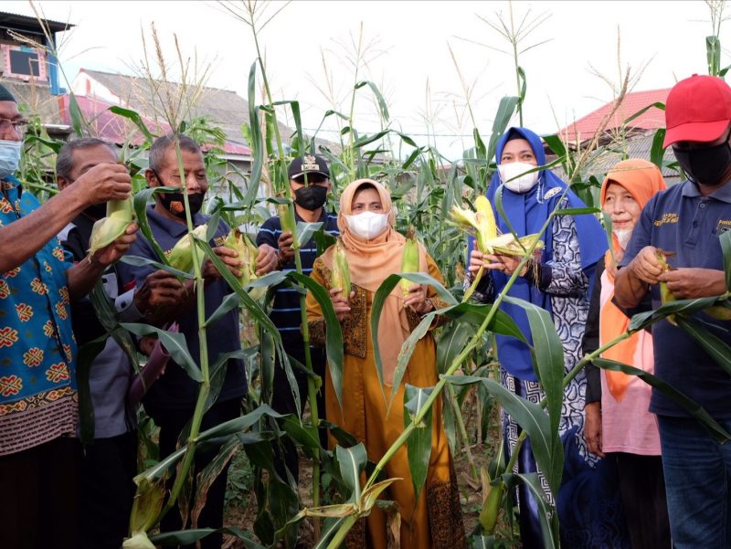Wali Kota Tanjungpinang Rahma Bersama KWT Sirih Merah Panen Jagung. Foto: Istimewa