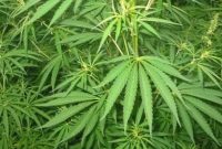 Ilustrasi pohon Ganja. Foto: NET