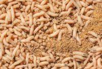 Ilustrasi Belatung. Foto: Istimewa