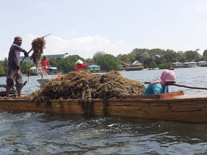 Sepanjang tahun 2021, permintaan rumput laut dari Kota Batam, Kepulauan Riau, ke berbagai negara tujuan meningkat. Foto: ANTARA