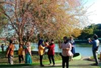 Pohon Sakura yang mekar di Kabupaten Bintan, Kepulauan Riau. Foto: KOMPAS