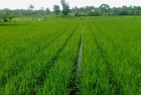 Ilustrasi. Foto: Istimewa