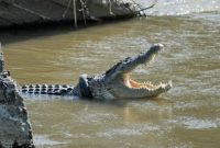 Ilustrasi. Foto: Istimewa