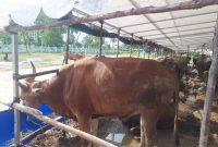 Salah satu lapak penjualan hewan kurban di Batam. Foto: Istimewa