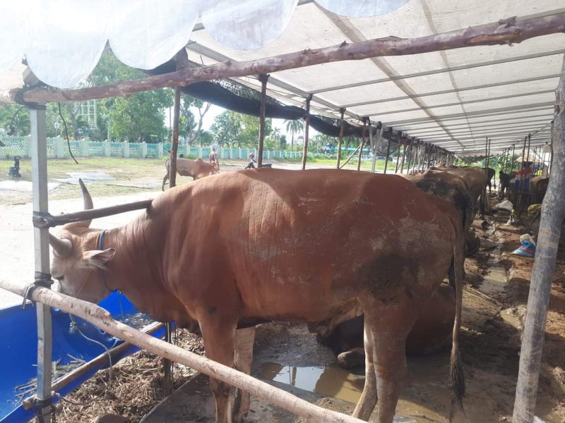 Salah satu lapak penjualan hewan kurban di Batam. Foto: Istimewa