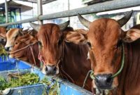 Kota Batam kekurangan hewan kurban. Foto: Istimewa