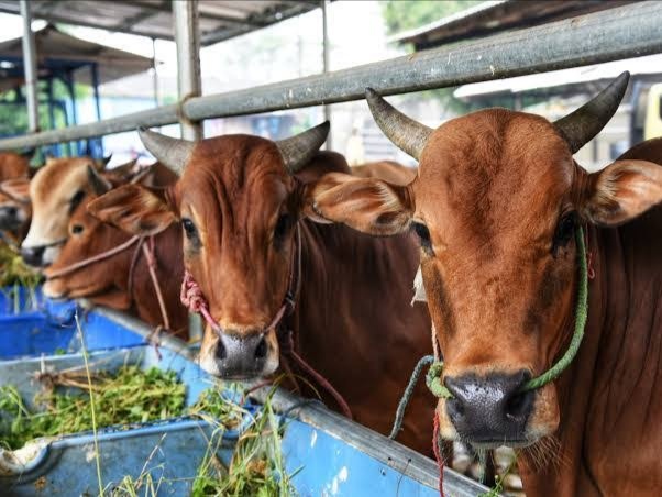 Kota Batam kekurangan hewan kurban. Foto: Istimewa