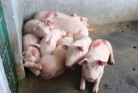 Ilustrasi. Foto: Istimewa