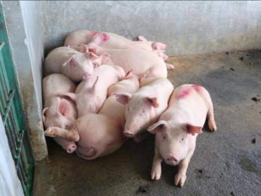 Ilustrasi. Foto: Istimewa