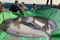 Ikan pari raksasa terbesar di dunia baru ditemukan di Kamboja. Foto: Twitter @mekongwonders