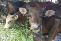 Batam Butuh 2.000 Hewan Ternak untuk Cukupi Pasokan Jelang Idul Adha. Foto: Istimewa 