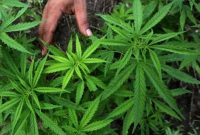 Ilustrasi. Foto: Istimewa 