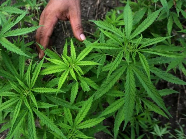 Ilustrasi. Foto: Istimewa 