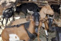 Ilustrasi. Foto: Istimewa 