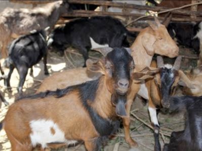 Ilustrasi. Foto: Istimewa 