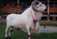 Ilustrasi. Foto: Istimewa