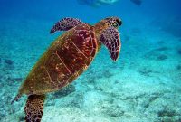 Penyu. Foto: Istimewa