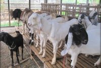 Ilustrasi. Foto: Istimewa 