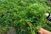 Ilustrasi. Foto: Istimewa 