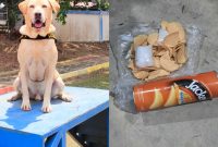 Luigi, Anjing Pelacak Bea Cukai Batam Berhasil Endus Paket Berisi Sabu-sabu  Seberat ±101 Gram Tujuan Lombok. Foto: Humas BC Batam 