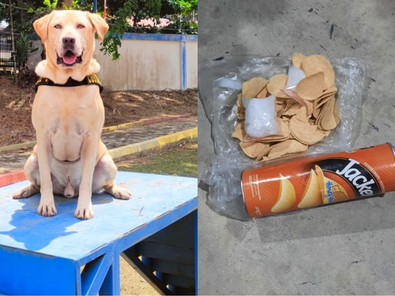 Luigi, Anjing Pelacak Bea Cukai Batam Berhasil Endus Paket Berisi Sabu-sabu  Seberat ±101 Gram Tujuan Lombok. Foto: Humas BC Batam 