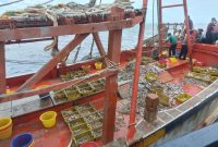 Kementerian Kelautan dan Perikanan melalui Direktorat Jenderal Pengawasan Sumber Daya Kelautan dan Perikanan (PSDKP), kembali meringkus dua Kapal Ikan Asing (KIA) yang melakukan aktifitas illegal fishing di perairan Indonesia. Penangkapan tersebut merupakan tindak lanjut informasi yang disampaikan oleh masyarakat kepada aparat KKP. Foto: PSDKP 