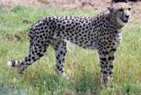 Cheetah. Foto: via REUTERS/INDIA'S PRESS INFORMATION BUREAU 