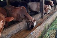 Ilustrasi. Foto: Istimewa 