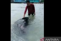 Tangkap layar video warga saat mengevakuasi paus terdampar di Desa Air Payang Kecamatan Pulau Laut Kabupaten Natuna, Kepri, Rabu (19/10). Foto: ANTARA/Cherman