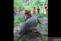 Tangkap layar kiriman gambar warga kondisi dugong mati di Pulau Subi, Natuna, Kepri, Kamis (20/10). Foto: ANTARA/Cherman